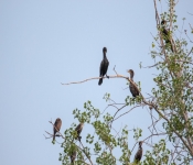2016 06 11 WildLife MPLS 005